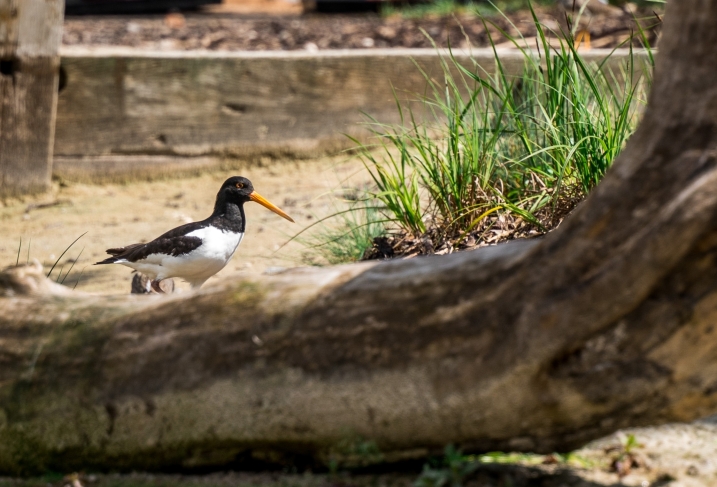 Oystercatcher perched on log